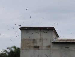 Minim Izin dan Pajak, Usaha Sarang Burung Walet Gorontalo Dalam Sorotan