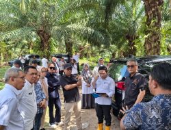 Komisi I DPRD Dampingi KPK Tinjau Sawit, Petani Ungkap Masalah Plasma
