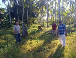 Reses di Omayuwa, Mikson Yapanto Apresiasi Keberhasilan Program Bantuan Sapi